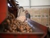 Britten al weken grootste afnemers van Nederlandse uien