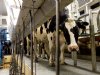 Tweedeling in zuivelmarkt wordt steeds opvallender