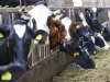 Zoektocht naar nieuwe Klasseboeren in Zeeland