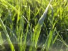 Bladbemesting op gras kan deel bemesting vervangen