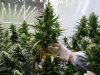 Legale teelt van cannabis krijgt voet aan de grond