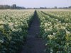 Biostimulant STATUS richt zich op efficiënter gebruik van licht en stikstof