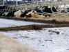 Met gerichte aanpak is veel reductie haalbaar in melkveehouderij