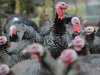 Pikkerij bij kalkoenen blijft ondanks maatregelen onvermijdbaar