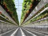 Wageningen University &amp; Research wil met Amerikanen glastuinbouw versnellen