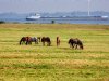 Paardenhouderij kan mee in KPI-aanpak voor duurzaamheid