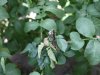 Nieuwe proefvelden volgen doorbraak phytophthora