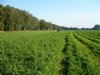Zes luzernerassen toegevoegd aan Aanbevelende Rassenlijst