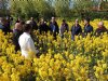 Zeeuwse interesse in koolzaad groeit