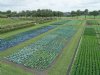 Bejo drie decennia actief in biologische zaadproductie