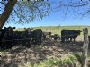 ‘T-bone van Angus-rund past bij wensen van Europese consument’