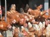 Vogelgriep op leghennenbedrijf in Biddinghuizen