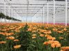 Rabobank: tuinbouw houdt stand in grillige markt