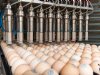 Sector en kabinet sturen aan op verplichte vaccinatie tegen vogelgriep
