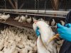 Veldonderzoek toont aan dat vaccineren tegen vogelgriep werkt