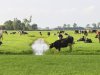 Landbouw steeds productiever en met minder milieudruk, maar vooruitgang vlakt af