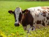 Fries melkveebedrijf met antistoffen vogelgriep lijkt incident te zijn geweest