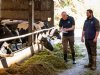 Koeien aan het voer en in productie houden: waarom ‘immuunmodulatie’ belangrijk is tijdens de transitieperiode