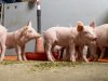 Innovatie en rendement centraal in EIP-project biologische varkenshouderij