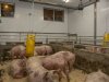 Boeren bekijken eerste Moving Floor-systeem bij varkens in Nederland