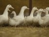 Tomassen Duck-To vecht dwangsom van 2 ton aan