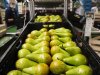 Teler is aansprakelijk voor holle peren, maar veiling moet het diepst in de buidel tasten