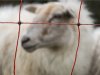Steeds meer Drents en Fries vee achter wolfwerende rasters