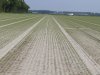Bonenvlieg zorgt incidenteel voor schade in uien
