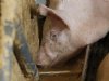 Einde aan omstreden varkenshouderij in Creil
