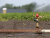 Brabant zet in op fors minder grondwatergebruik voor beregening