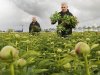 Populariteit van Nederlandse pioenrozen neemt toe