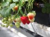 Autonome teeltsturing moet aardbeientelers meer grip geven