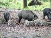 Afrikaanse varkenspest rukt verder op binnen Europese Unie