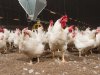 Hogere bemonsteringsfrequentie ouderdierbedrijven op salmonella