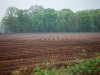 Ook Duitse telers snijden flink in aardappelareaal