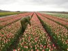 Agrifirm realiseert eenderde reductie in milieubelastingspunten