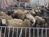 Verdachte opgepakt na vondst tientallen dode dieren in Winschoten