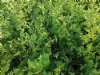 Harige nachtschade: een nieuwe bron voor phytophthora