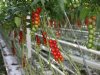 Slechts 10 procent van gecontroleerde tomatentelers leeft biocideregels na