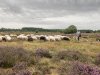 Vergissing politie laat 250 schapen zonder drinkwater