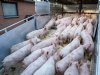 Biggenmarkt verder onder druk, vleesvarkensprijzen houden stand