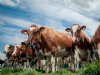 Webinar belicht ondernemen in uitdagende zuivelmarkt