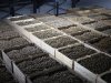 Kiemremmer Talent raakt toelating in pootgoed definitief kwijt