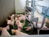 Hogere opbrengst varkensconcept is noodzakelijk