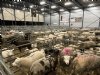 Schapenhandel beleeft opnieuw een topjaar
