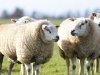 AI kan probleem rond arbeid in schapenhouderij oplossen
