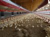 Veel aanvragen voor pluimveestallen in Emsland