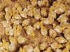 Sensoren en AI verbeteren dierenwelzijn