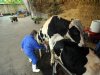 Genomics neemt grote vlucht in fokkerij