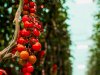 Ledbelichting verstoort natuurlijke vijanden niet